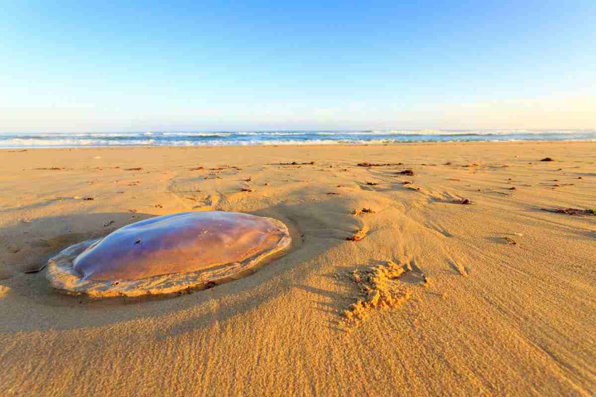 20 cose misteriose trovate in spiaggia