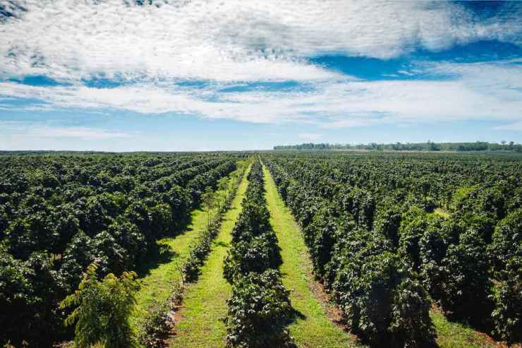 Rischiamo un futuro senza caffè