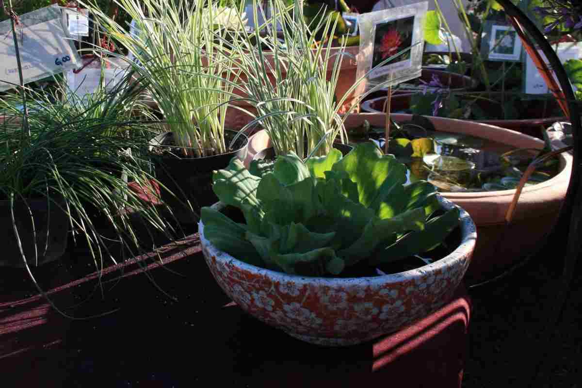 piante terrario in casa per arredamento